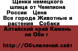 Щенки немецкого шпица от Чемпиона России › Цена ­ 50 000 - Все города Животные и растения » Собаки   . Алтайский край,Камень-на-Оби г.